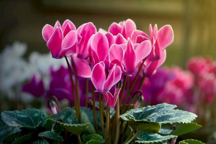 Cyclamen Çiçeği Cyclamen Çiçeği