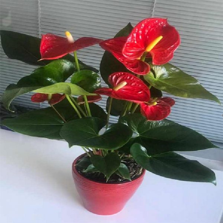 Anthurium Arizona Bitkisi Anthurium Arizona Bitkisi