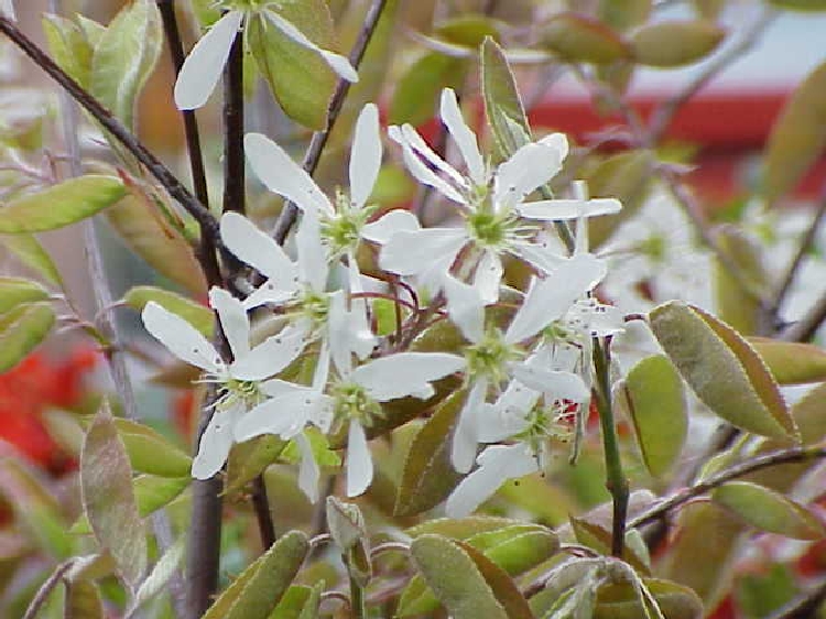 Amelanchier Canadiensis (Amelanchier Lamarckii) Ağacı Amelanchier Canadiensis (Amelanchier Lamarckii) Ağacı