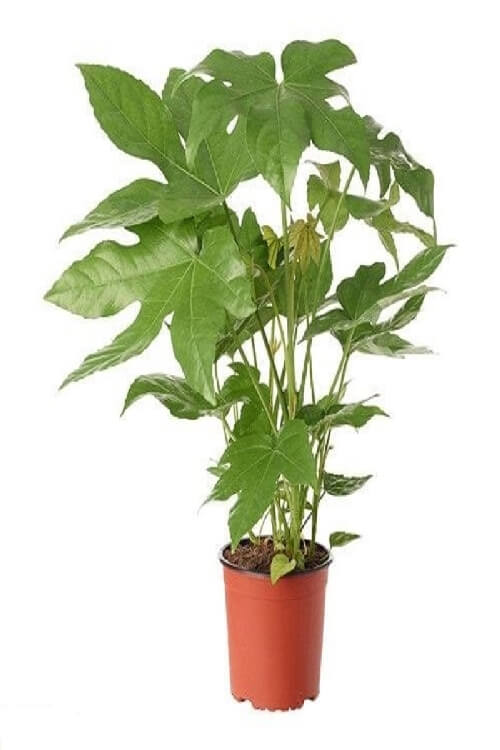Aralia Japonica (Fatsia Japonica) Bitkisi Aralia Japonica (Fatsia Japonica) Bitkisi
