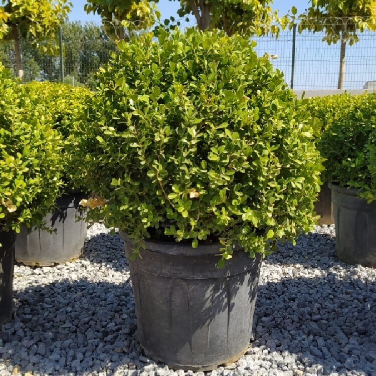 Buxus Sempervirens (Rotundifolia) Ağacı Buxus Sempervirens (Rotundifolia) Ağacı