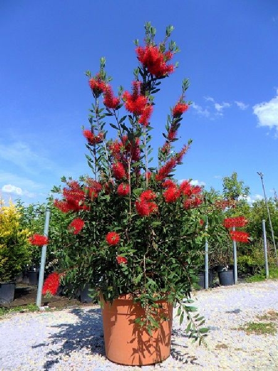 Callistemon Leavis Çiçeği Callistemon Leavis Çiçeği