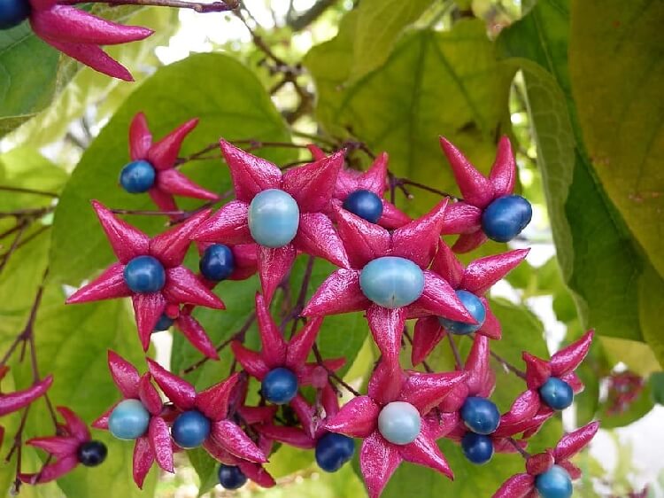 Clerodendron Trichotomum Çiçeği Clerodendron Trichotomum Çiçeği