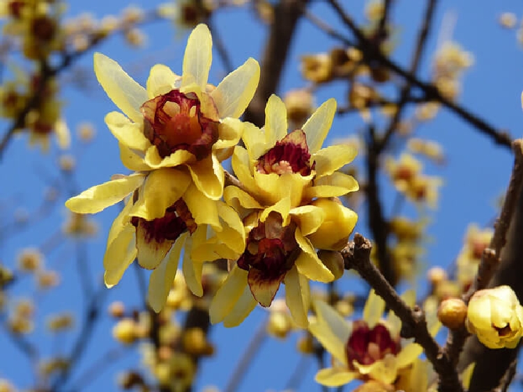 Chimonanthus Praecox Çiçeği Chimonanthus Praecox Çiçeği