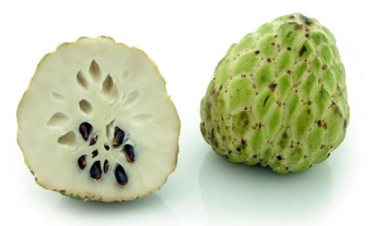 Cherimoya (Annona Cherimola Mill.) Meyvesi Nedir? Cherimoya (Annona Cherimola Mill.) Meyvesi Nedir?