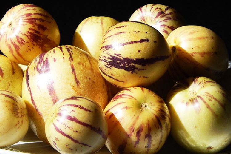 Pepino Yetiştiriciliği Nasıl Yapılır? Pepino Yetiştiriciliği Nasıl Yapılır?
