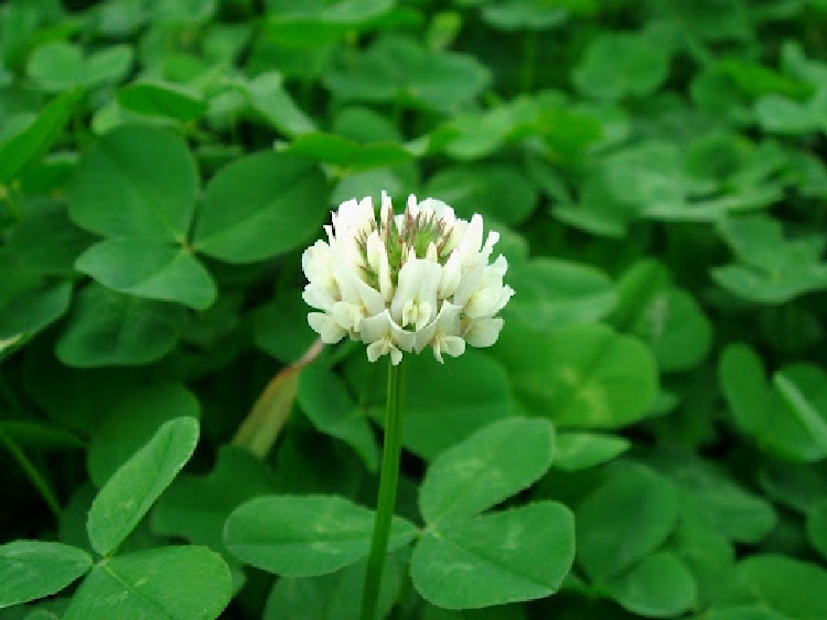 Üçgül (Trifolium Sp.) Yem Bitkisi Üçgül (Trifolium Sp.) Yem Bitkisi