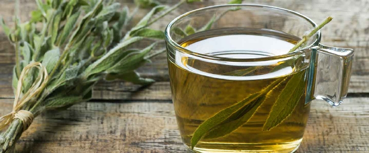 Adaçayı (S. Officinalis) Faydaları Ve Zararları Nelerdir? Adaçayı (S. Officinalis) Faydaları Ve Zararları Nelerdir?