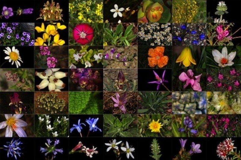 endemik bitkiler